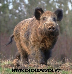 Caça aos Javalis - www.cacaepesca.pt